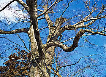 主播蒙眼速通《只狼：影逝二度》修罗结局 用时约4个半小时