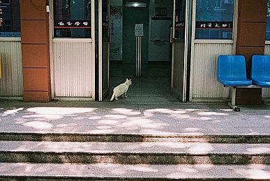 《宝可梦：朱＆紫》全新预告 展示宝可梦“电肚蛙”